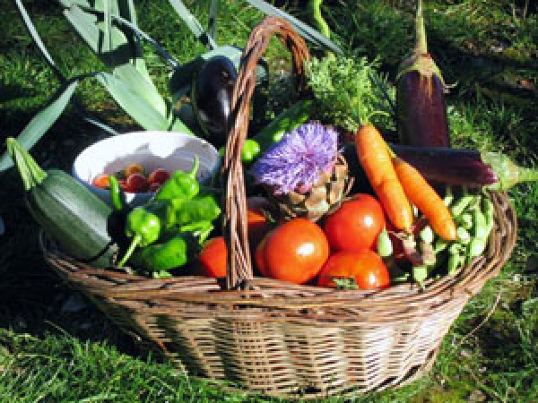 panier de légumes